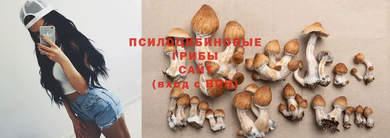 Псилоцибиновые грибы Psilocybine cubensis  где продают   Ува 